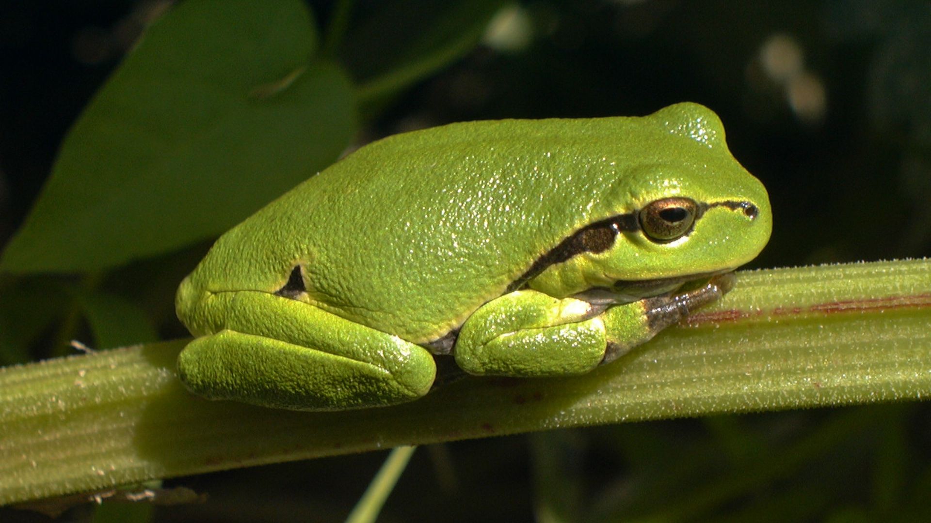 zöld levelibéka.jpg